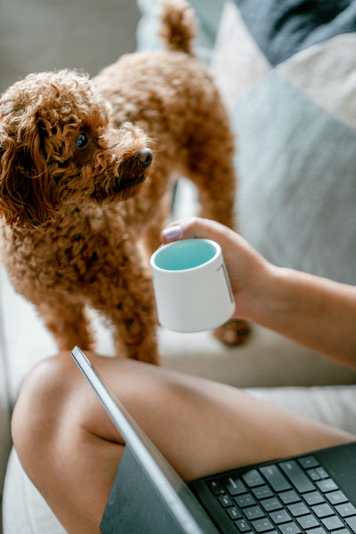 Pet Care